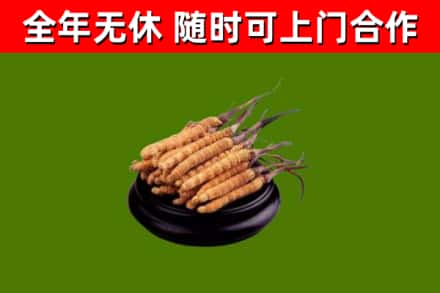 单县烟酒回收冬虫夏草.jpg